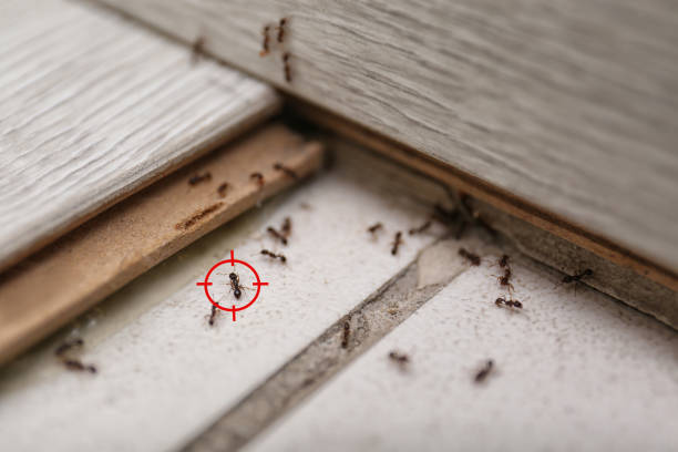 Professional Pest Control in Raven, VA