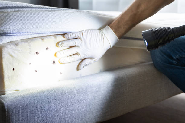 Best Affordable Pest Control Services  in Raven, VA