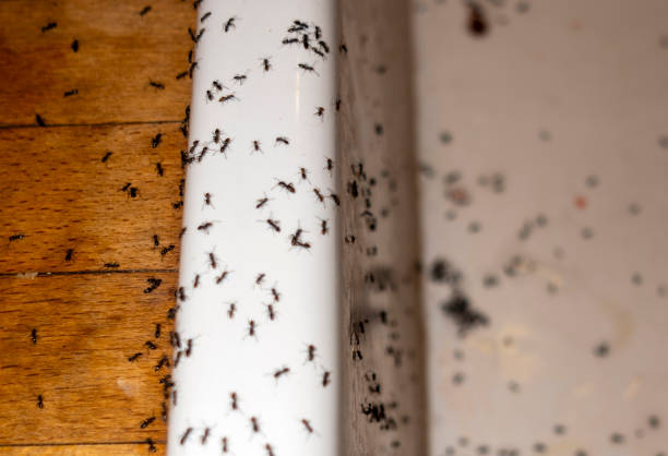 Best Best Pest Control Near Me  in Raven, VA