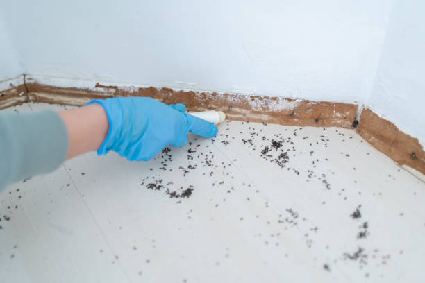 Best Best Pest Control Companies  in Raven, VA