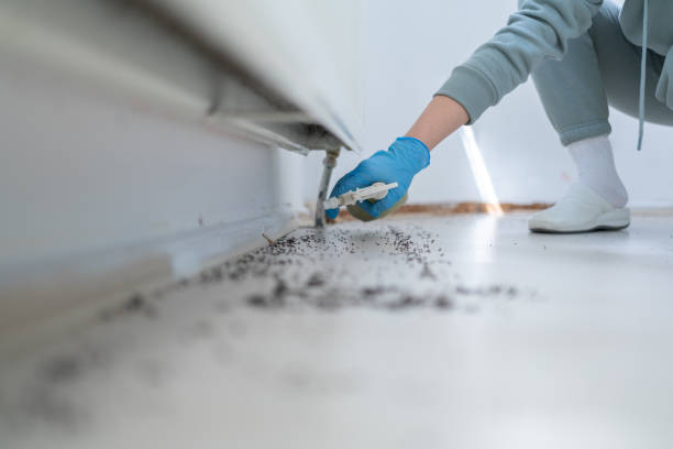 Best Bed Bug Extermination  in Raven, VA